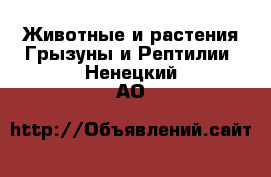 Животные и растения Грызуны и Рептилии. Ненецкий АО